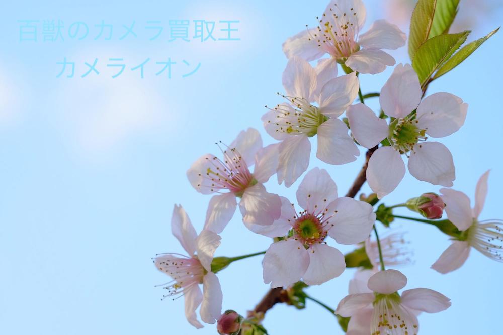 上坂部西公園1 上坂部西公園 桜