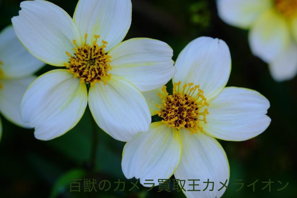 上坂部西公園10 上坂部西公園 桜