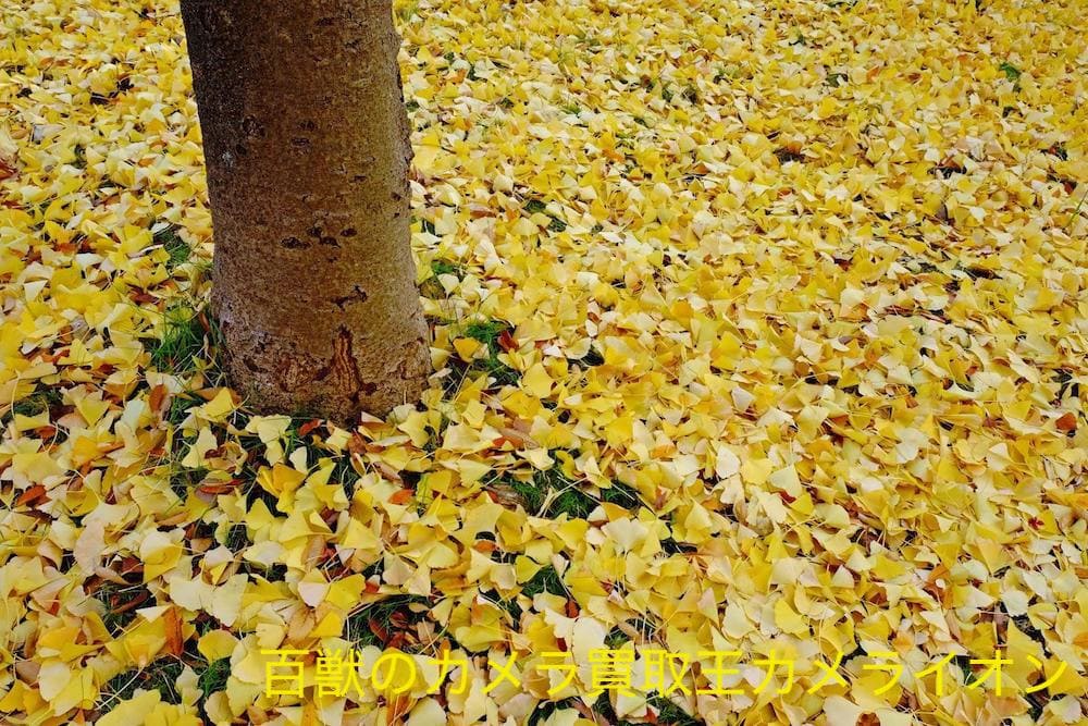 上坂部西公園3 上坂部西公園 桜