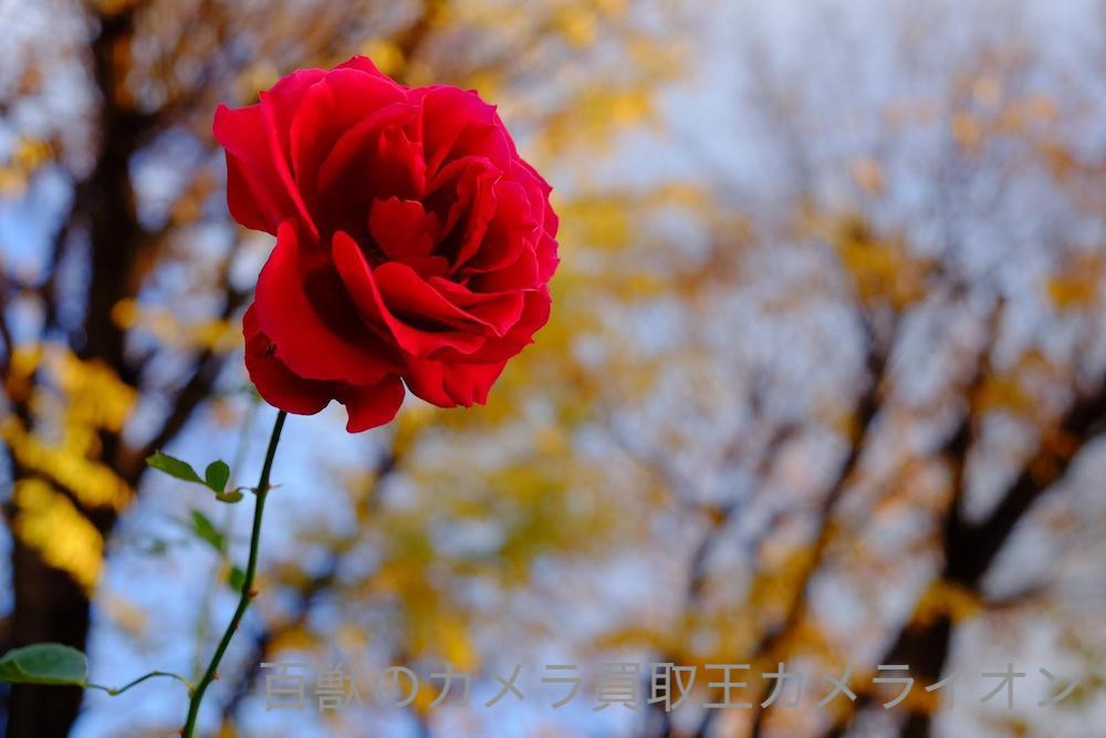 上坂部西公園4 上坂部西公園 桜