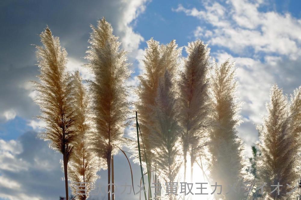 上坂部西公園5 上坂部西公園 桜