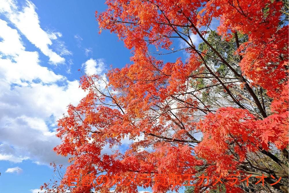 上坂部西公園6 上坂部西公園 桜