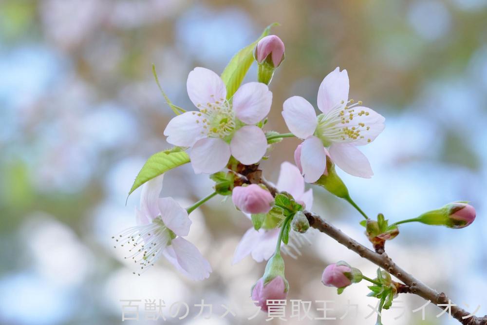 上坂部西公園8 上坂部西公園 桜