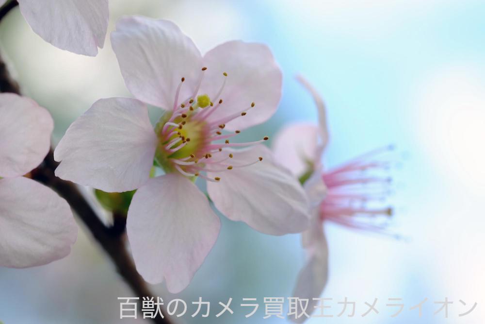 上坂部西公園9 上坂部西公園 桜