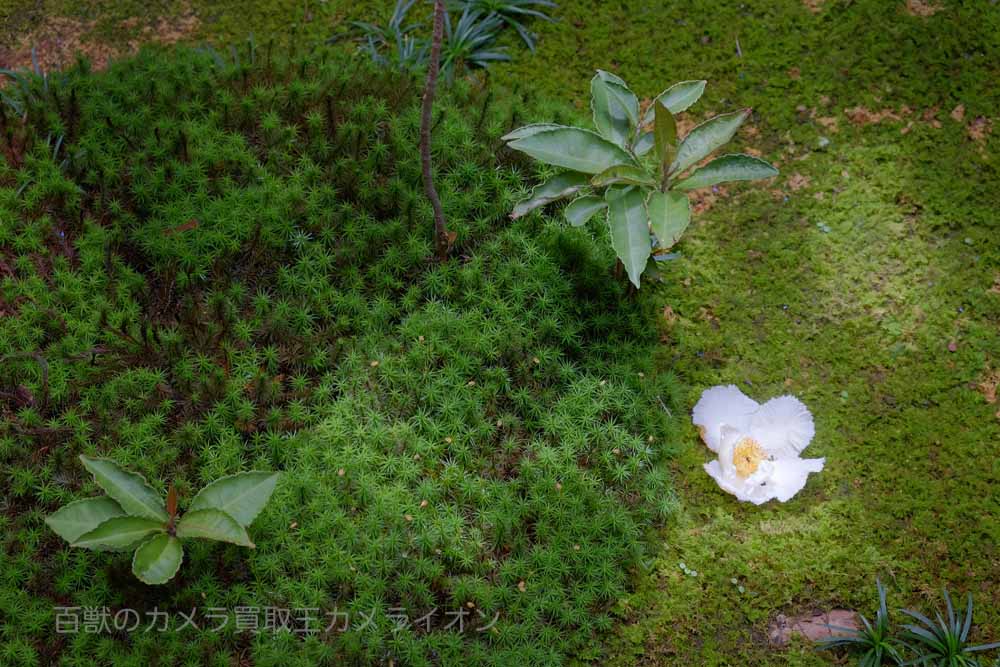 あじさい1 矢田寺