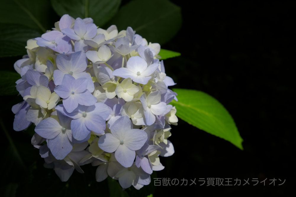 あじさい5 矢田寺