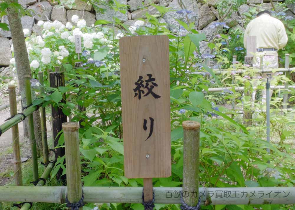 あじさい6 矢田寺