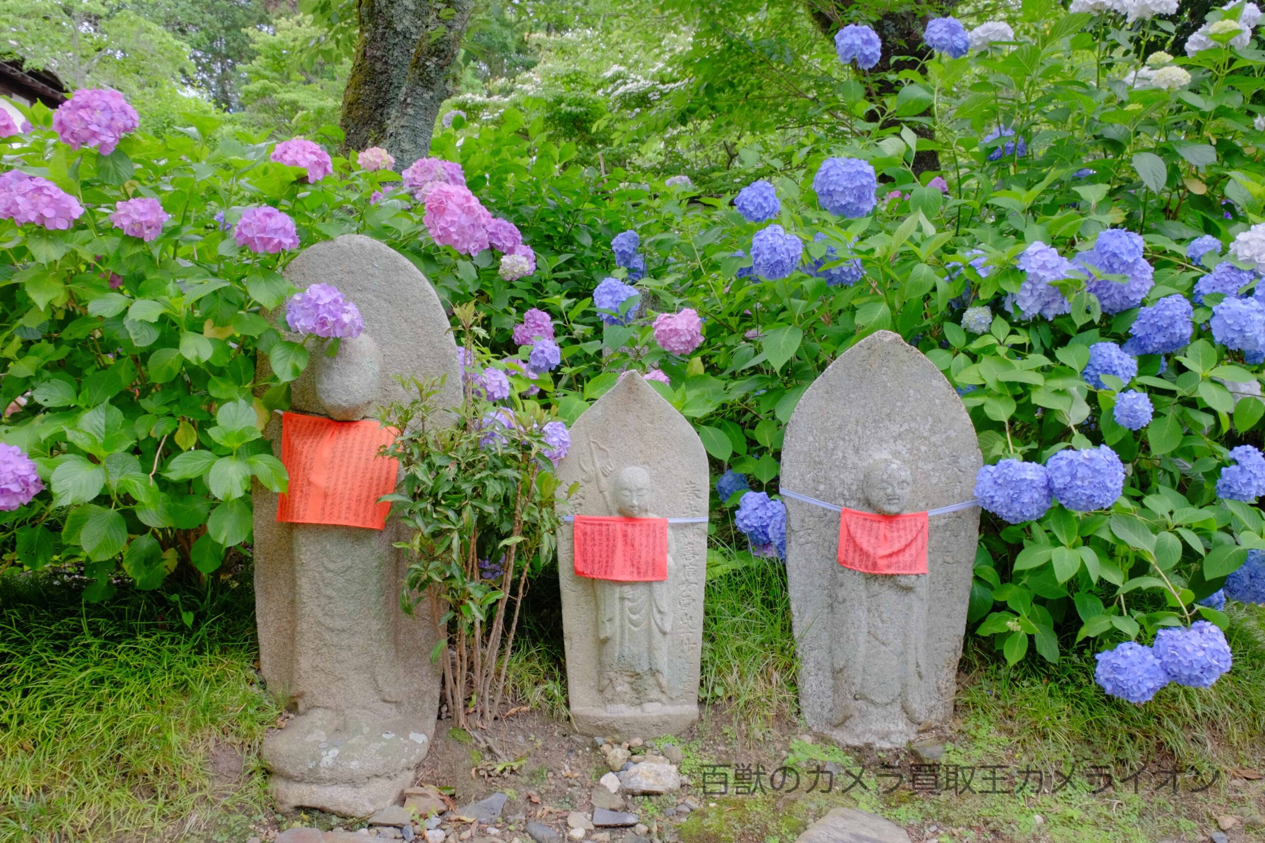 あじさい7 矢田寺