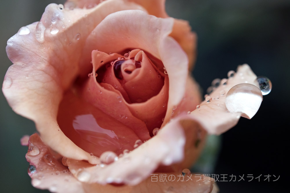 雨の日撮影1 雨の日撮影